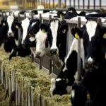 Dairy Cooperative Veterans Oppose Proposed National Dairy Development Board Amendment Act